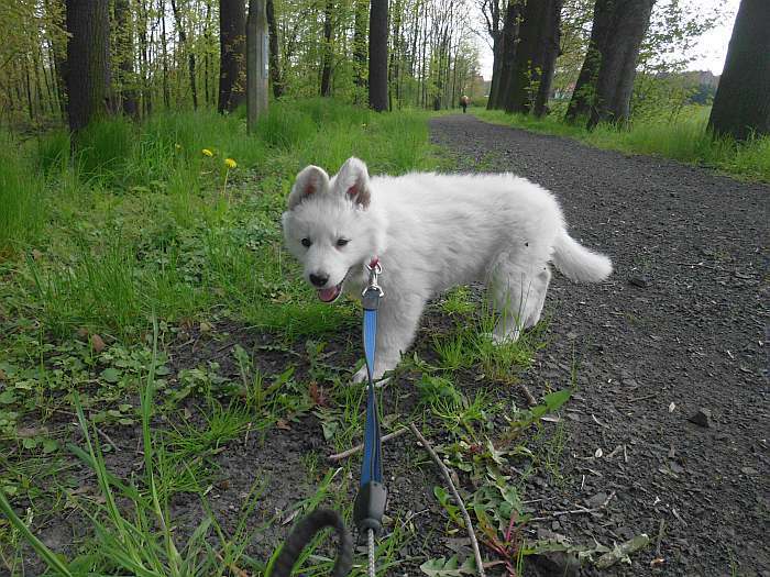 weisser Schferhund - die Grenzgnger